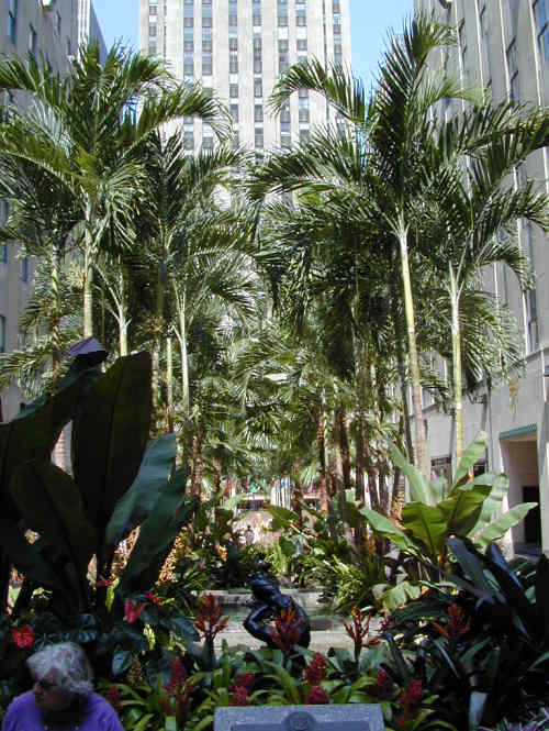 View of our new PALM trees???? at the Ice Rink at Rock Center