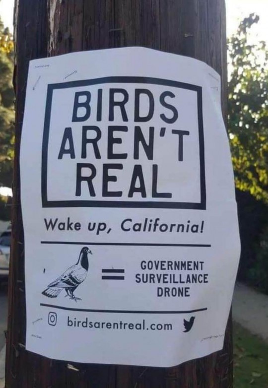 birds real
